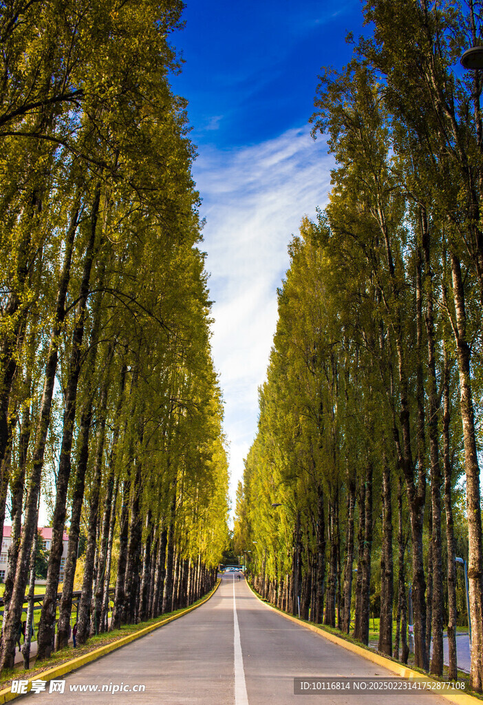 树林公路
