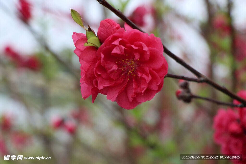 桃花