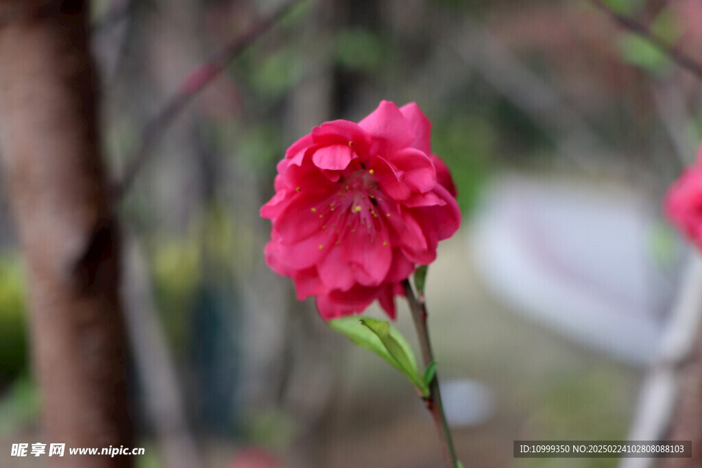 桃花