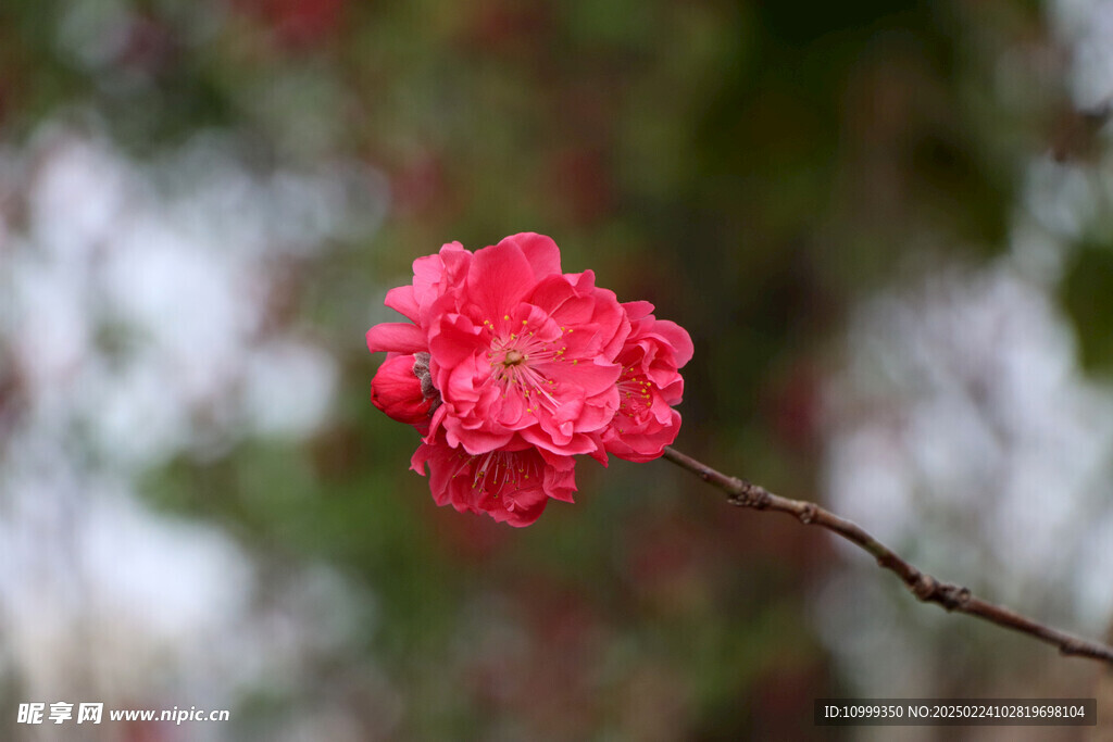 桃花