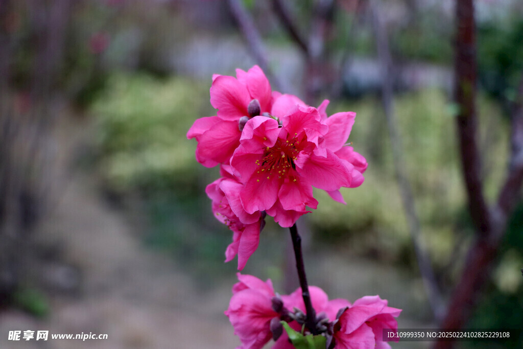 桃花