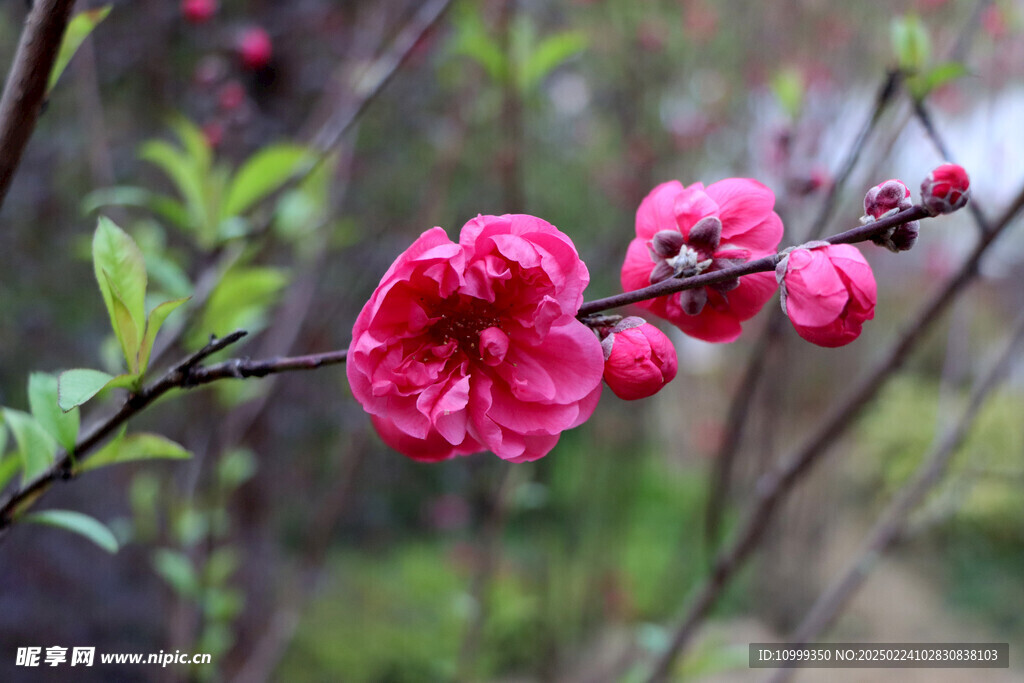 桃花