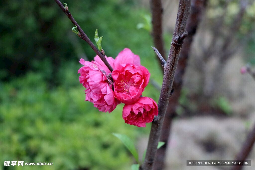 桃花