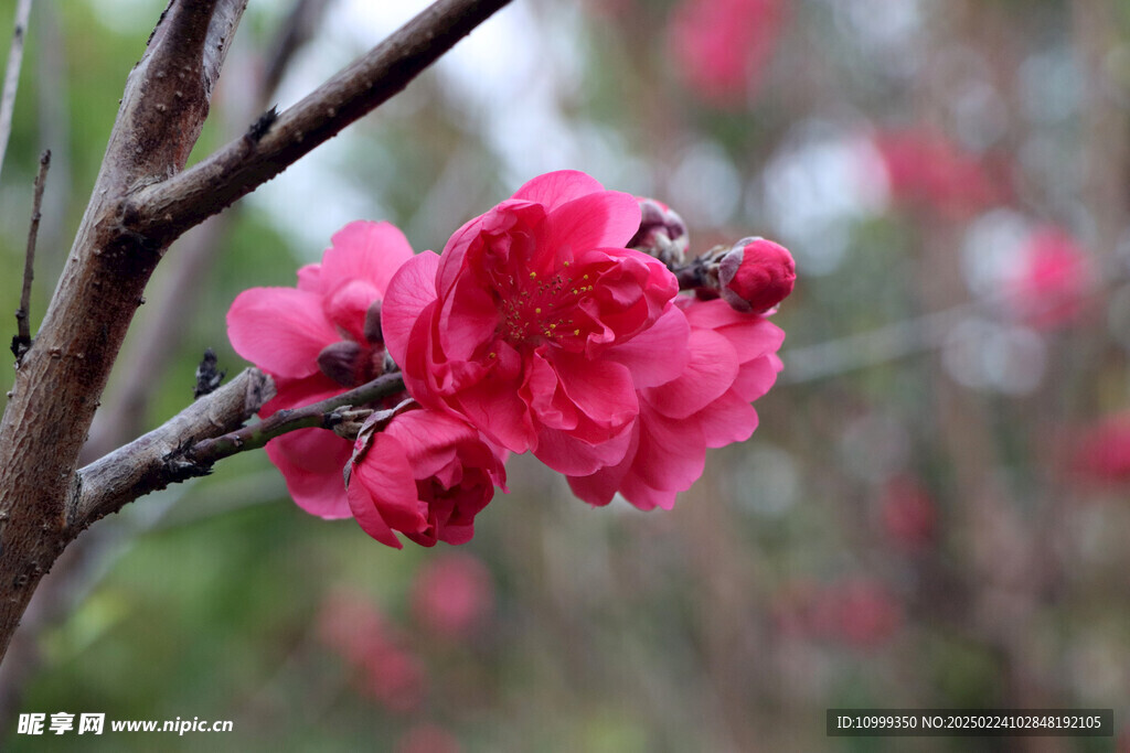 桃花