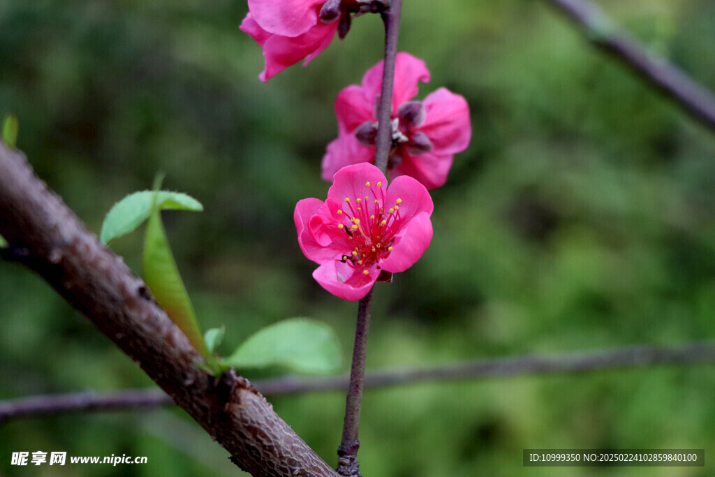 桃花