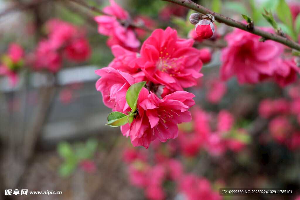 桃花