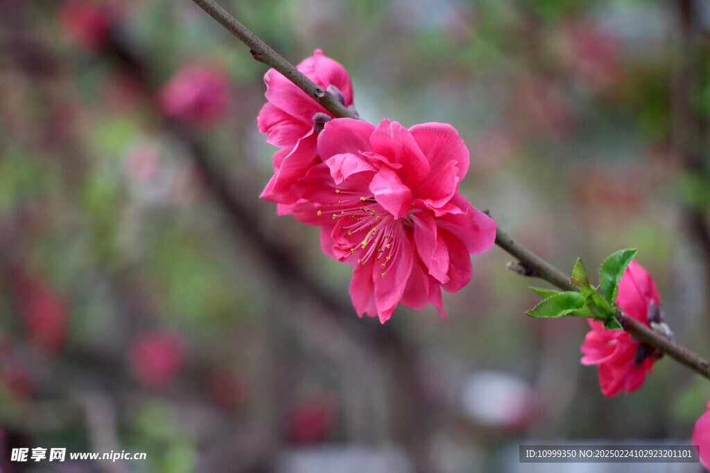 桃花