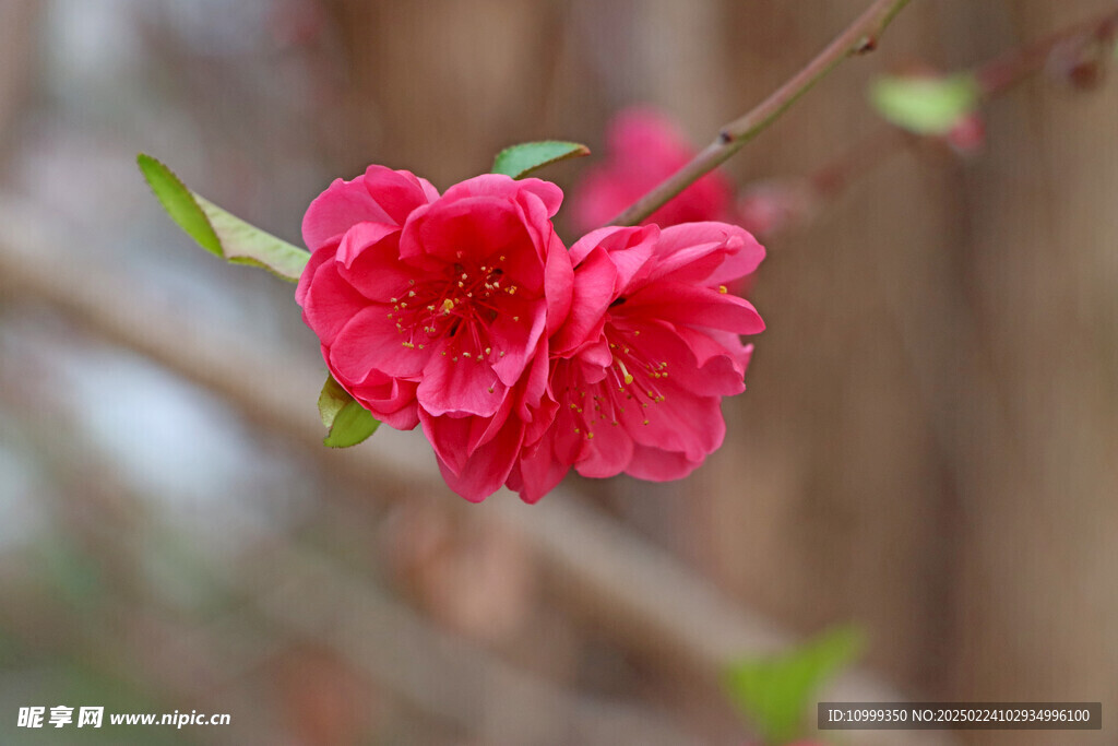 桃花