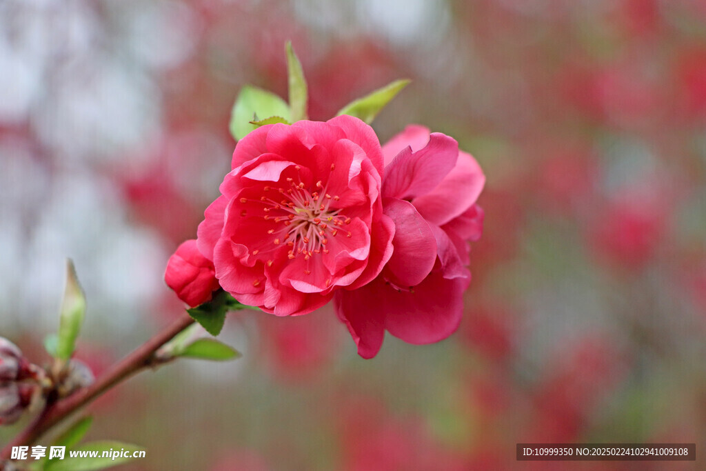 桃花