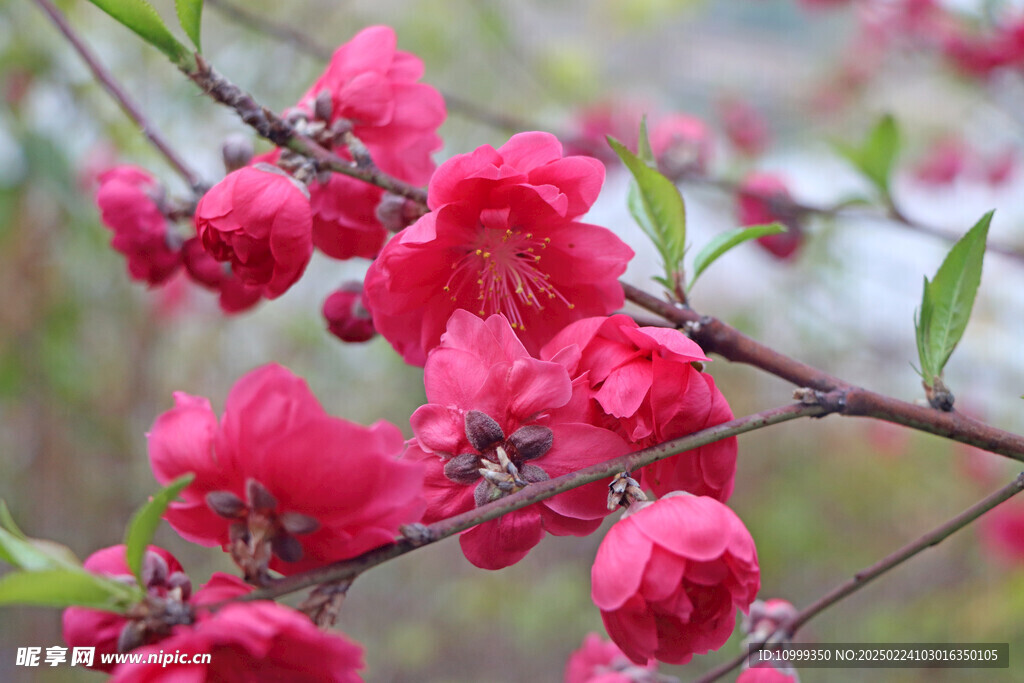 桃花