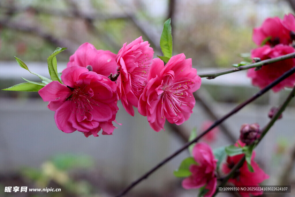 桃花