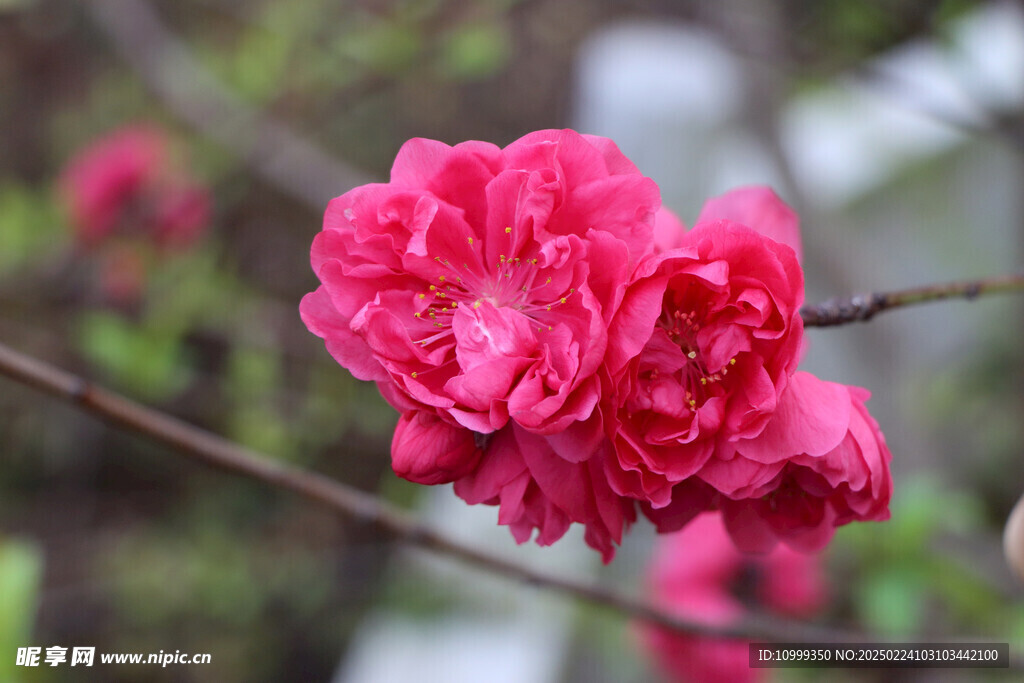 桃花