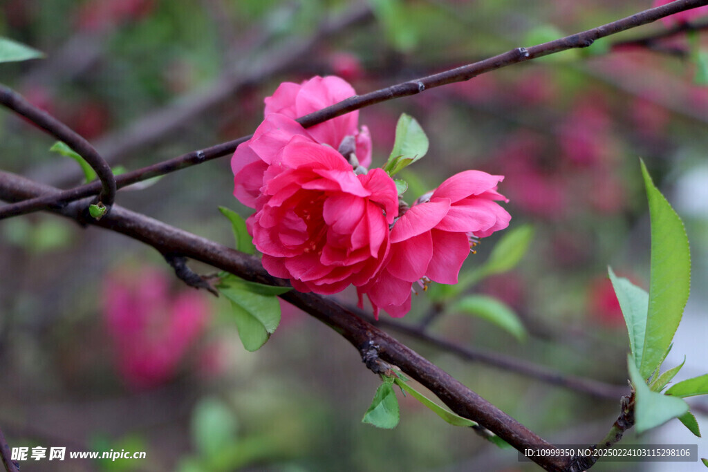 桃花