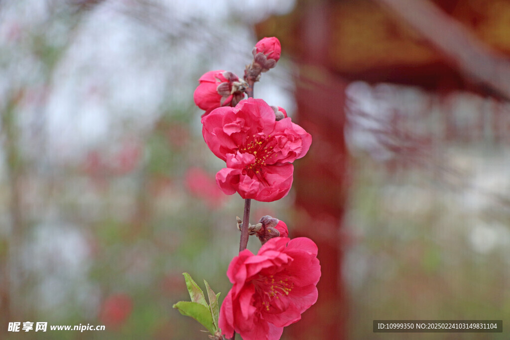 桃花