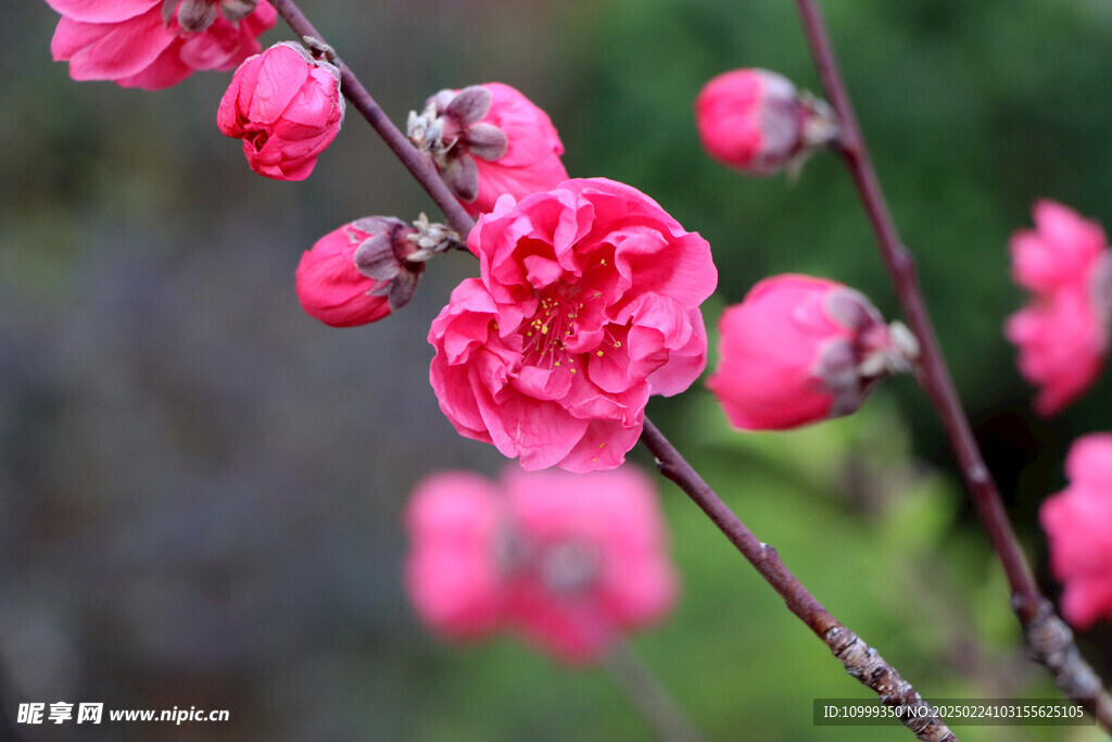 桃花