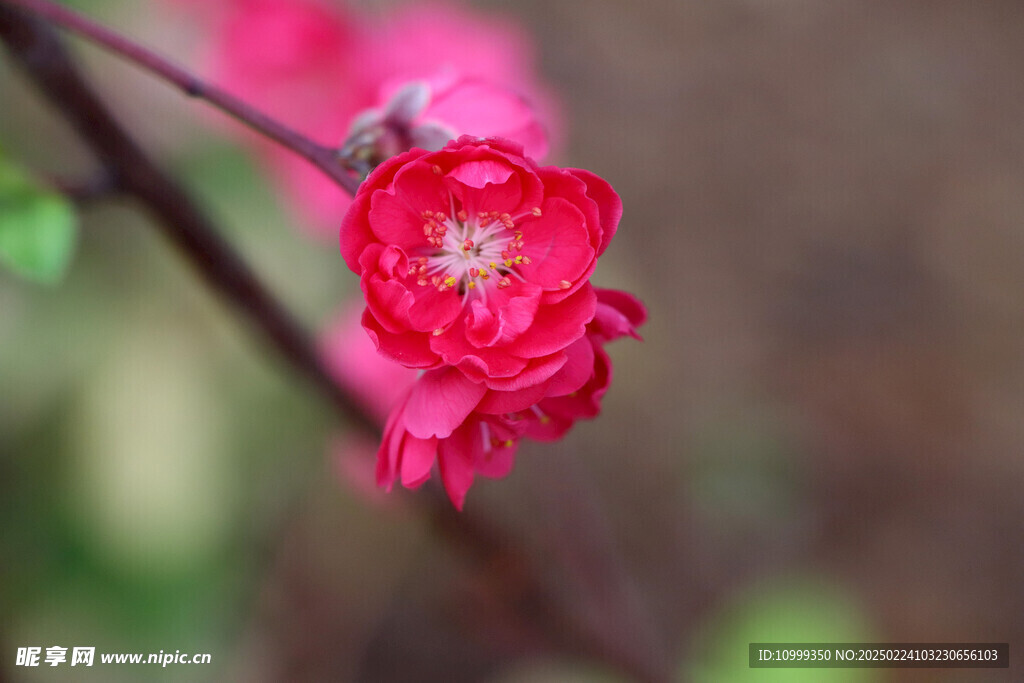 桃花