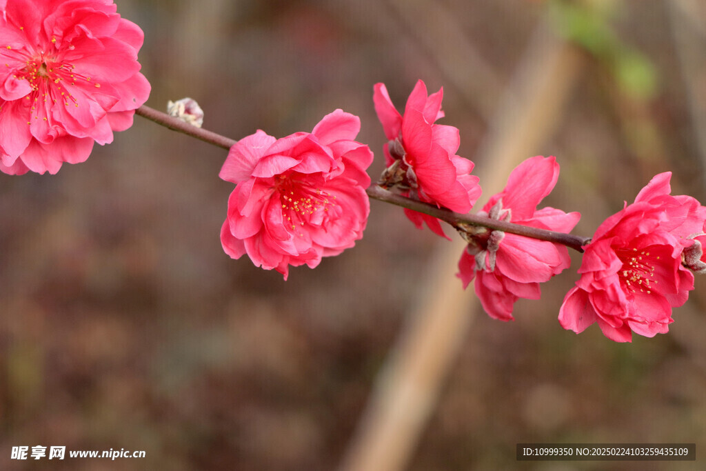 桃花