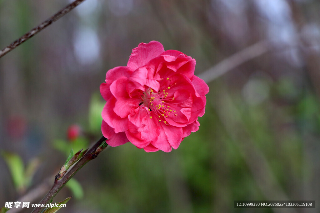 桃花