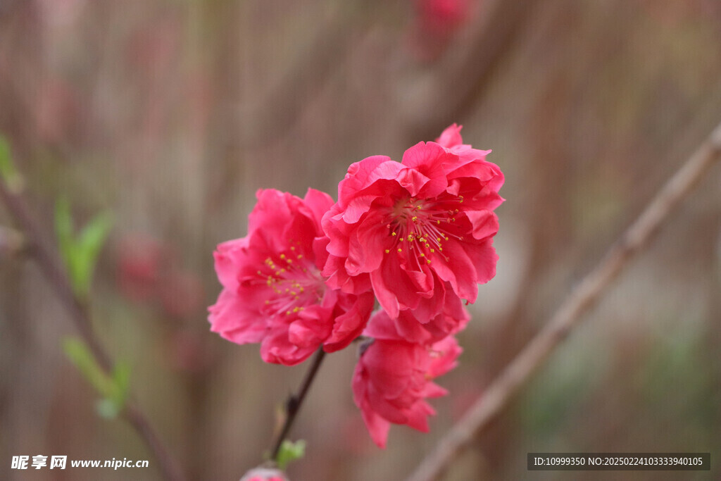 桃花