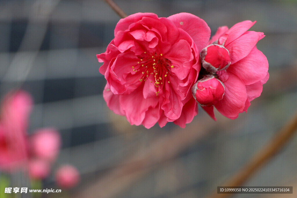 桃花