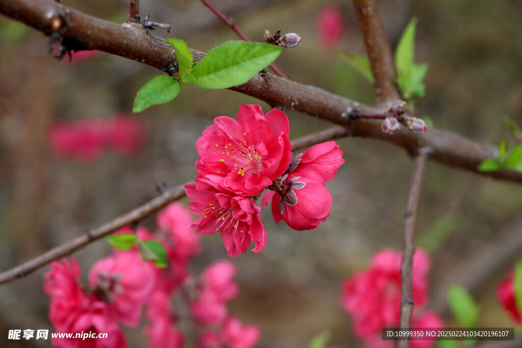 桃花