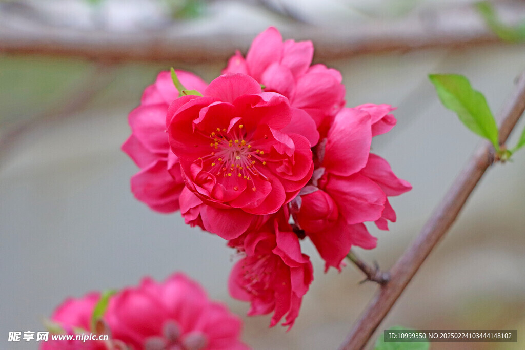桃花盛开