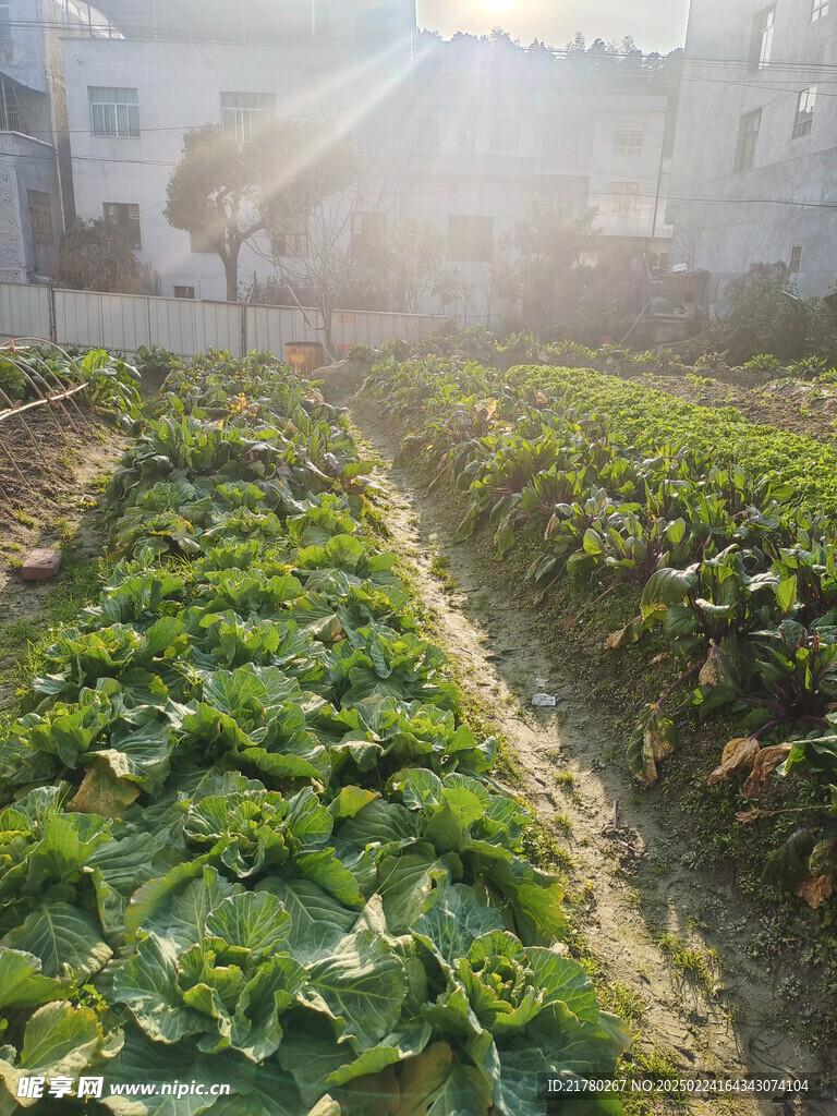 菜地摄影
