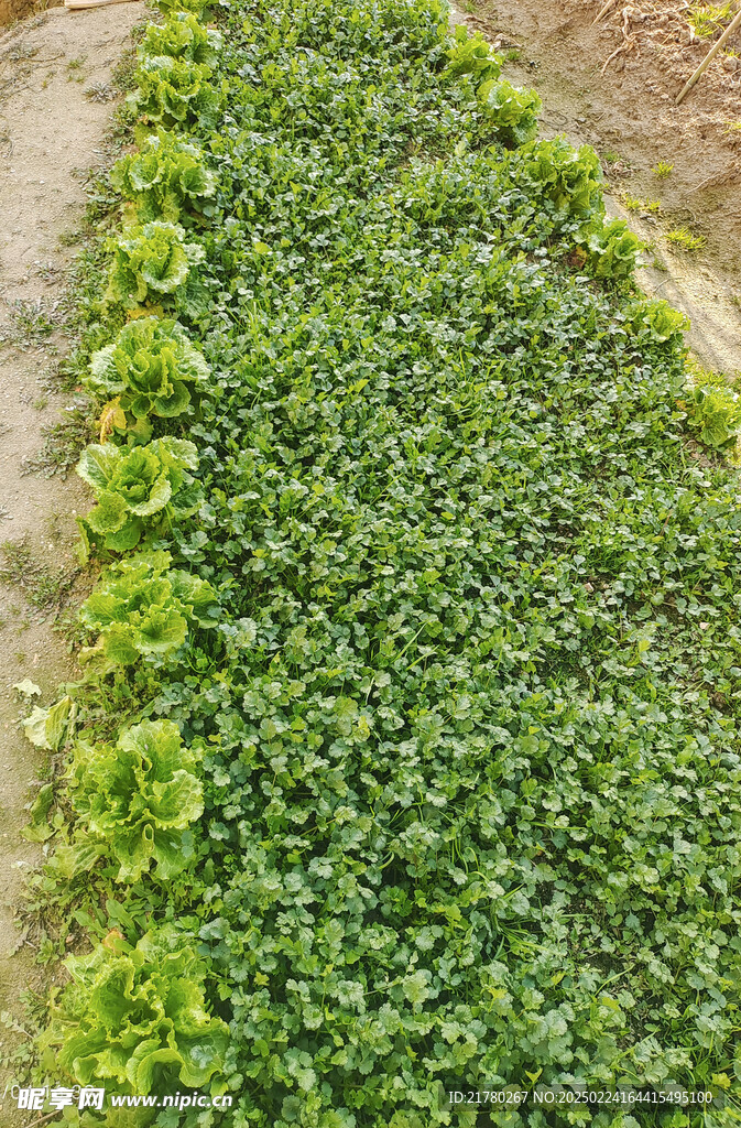 香菜地