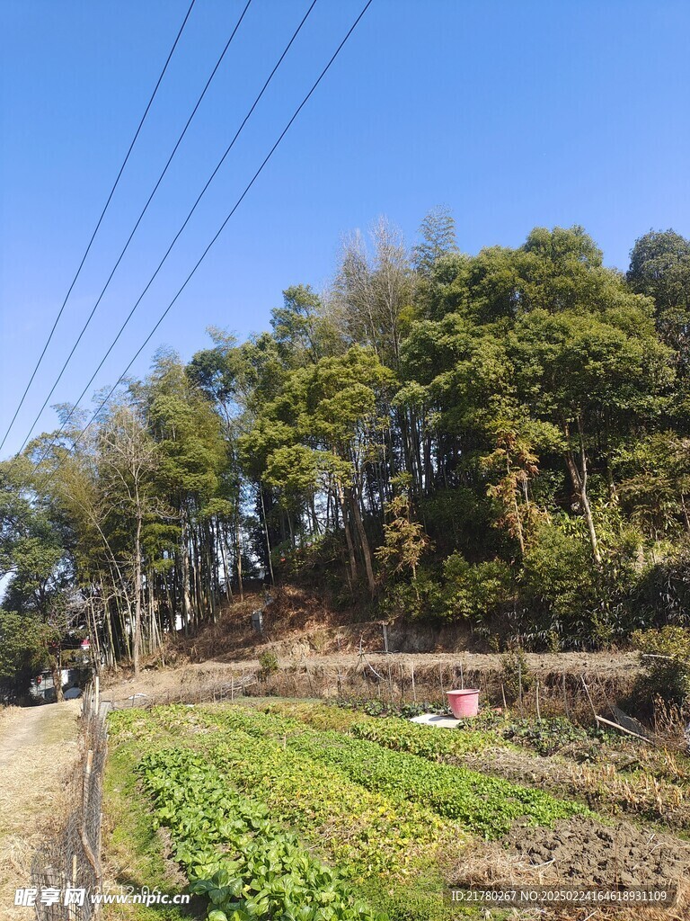 菜地摄影