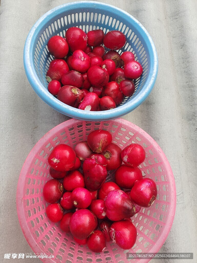 红皮萝卜