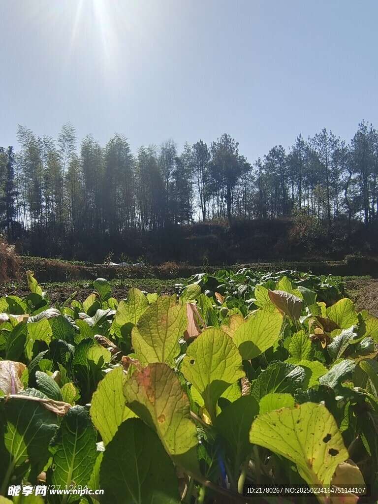 蓝天菜地美景