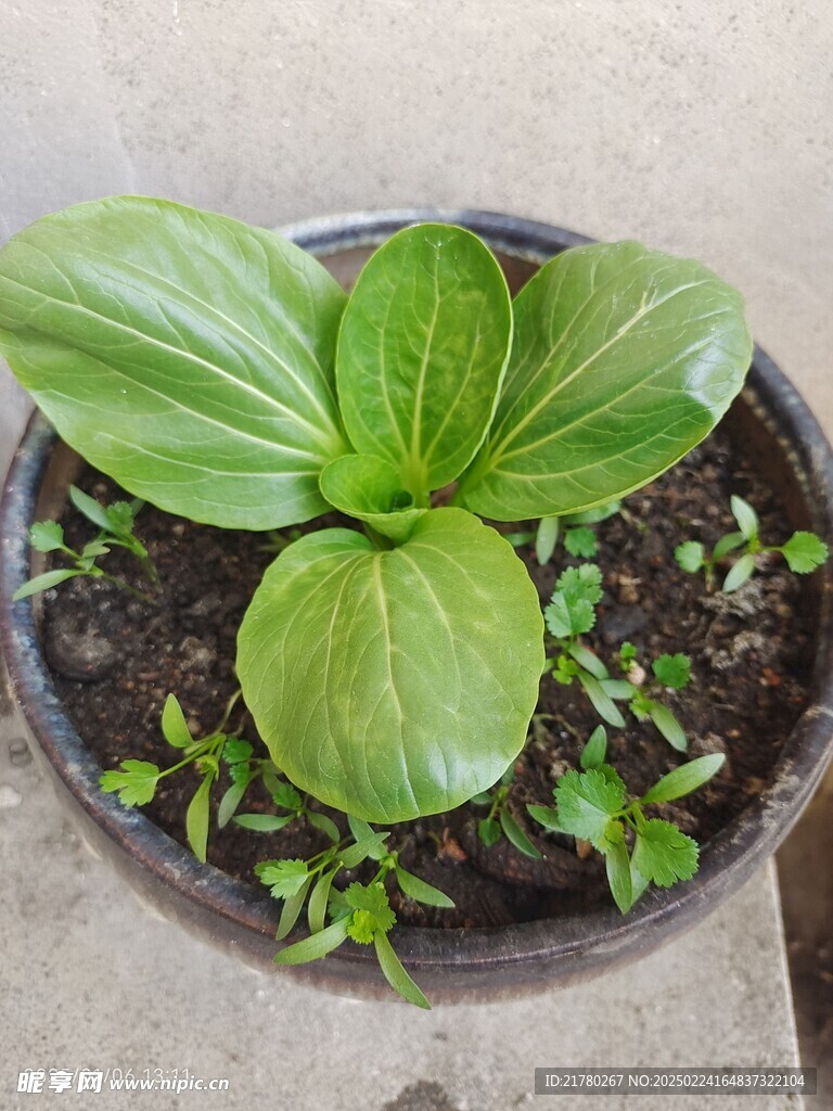 盆栽菜 种菜