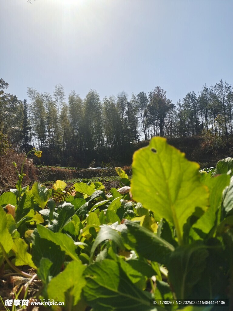 菜地风景