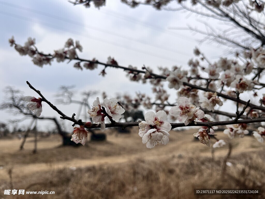 梅