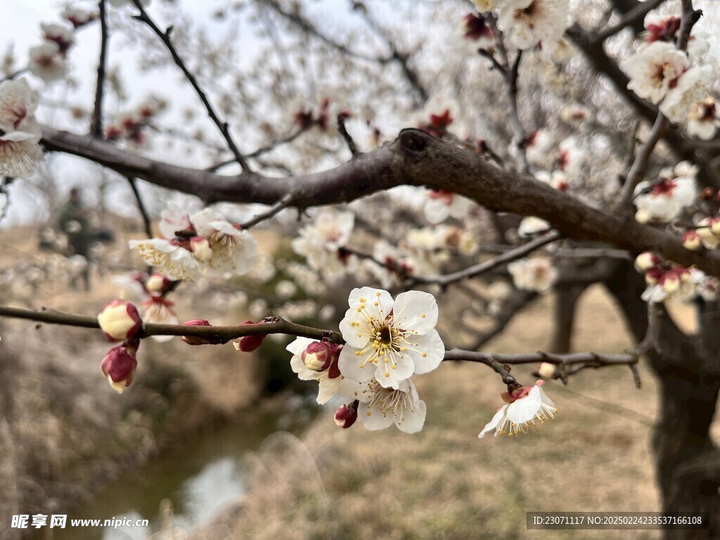 梅