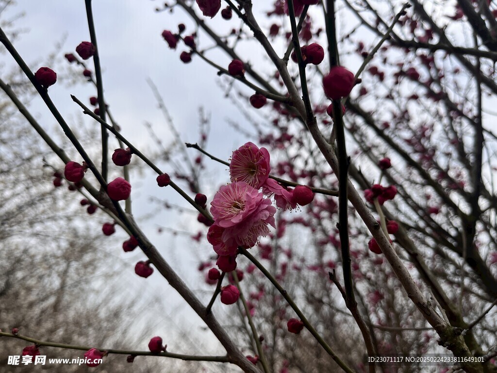 梅
