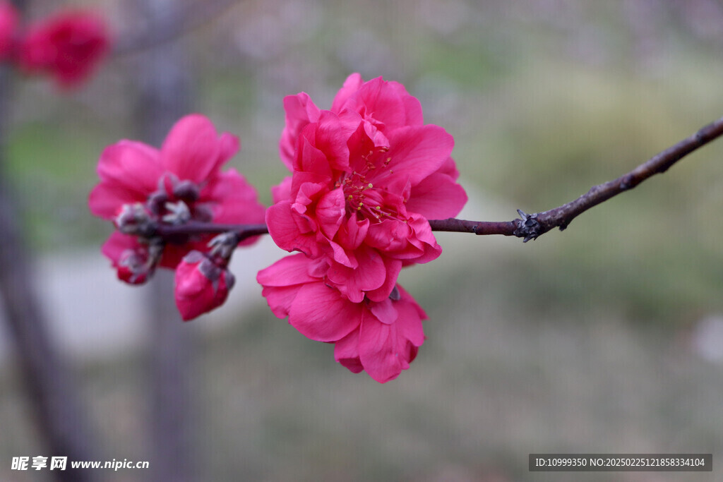 桃花
