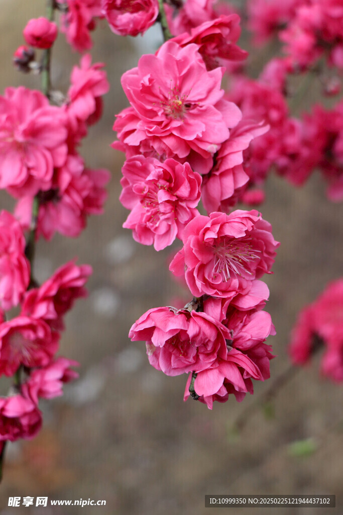 桃花盛开