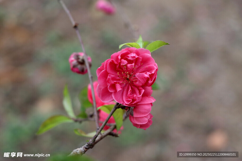 桃花