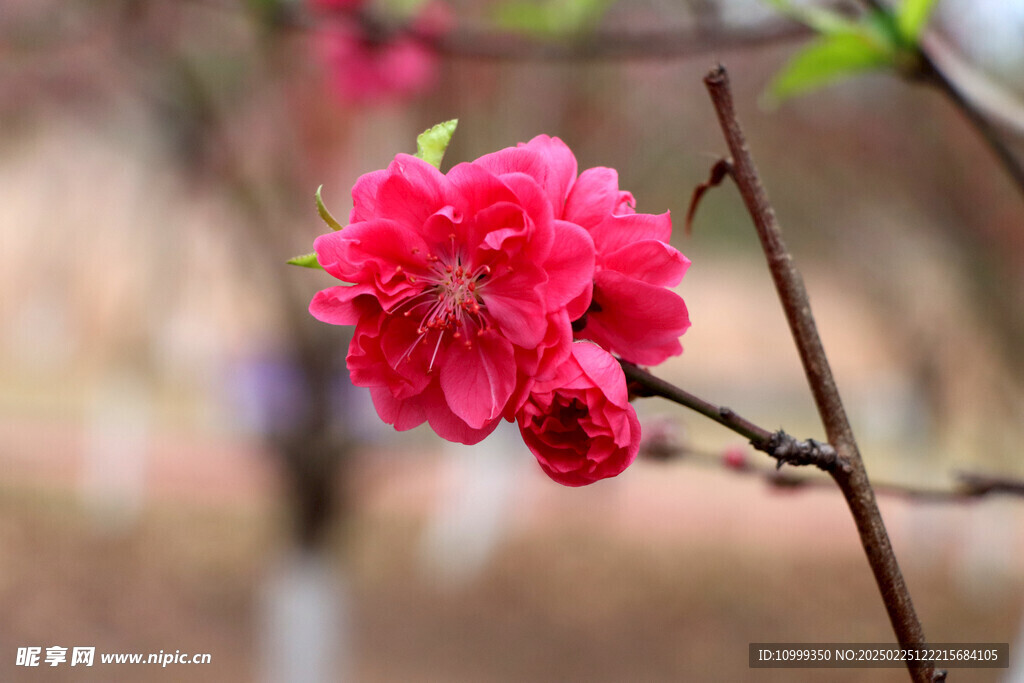 桃花