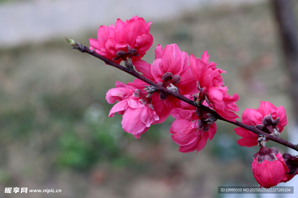 桃花