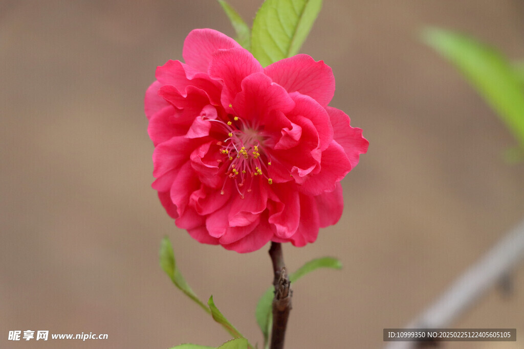 桃花