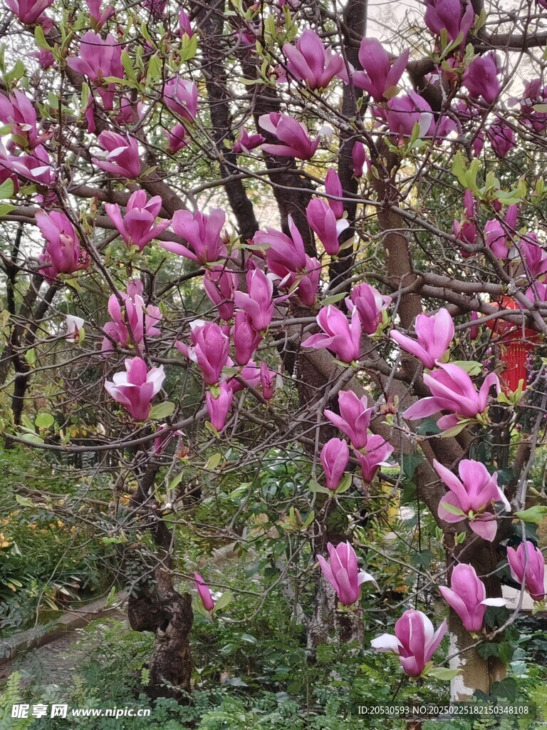 紫色玉兰花