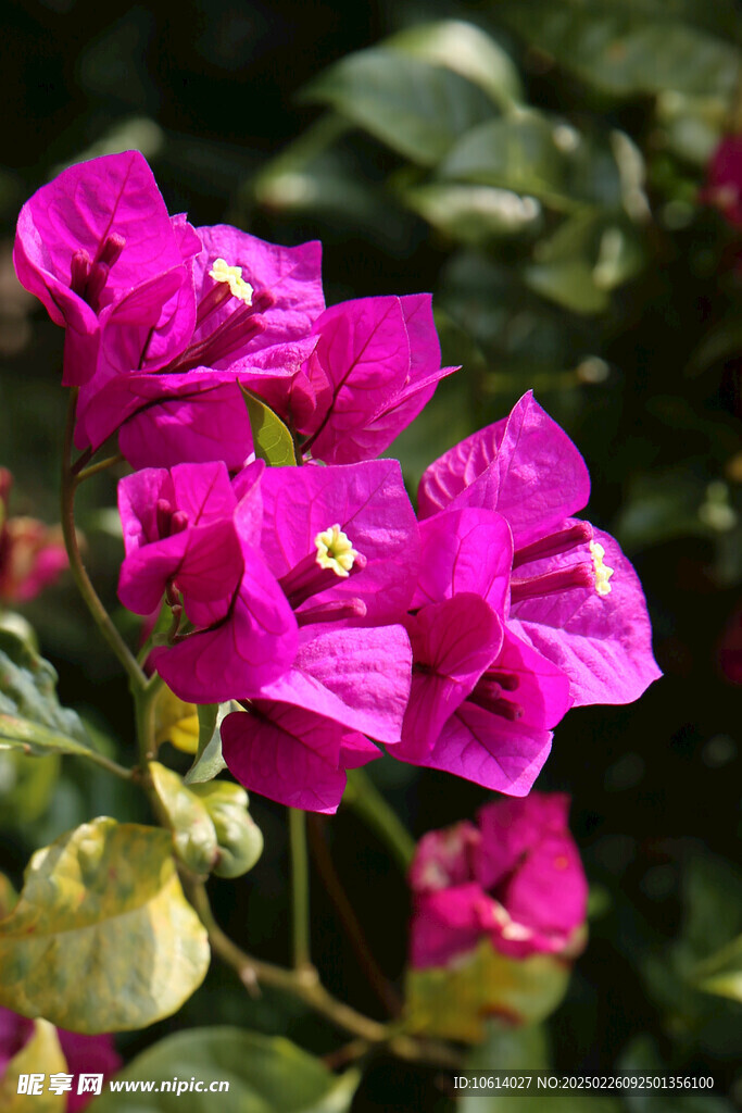 仙湖 植物园 鲜花 红花 春天