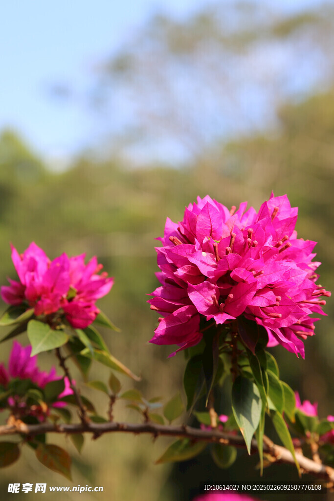 仙湖 植物园 鲜花 红花 春天