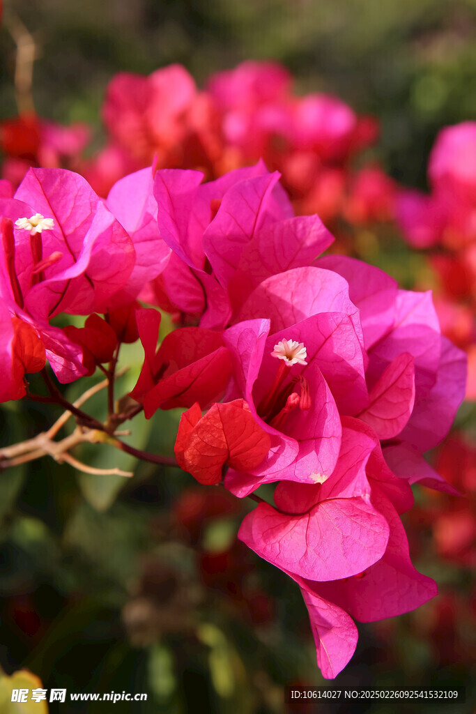 仙湖 植物园 鲜花 红花