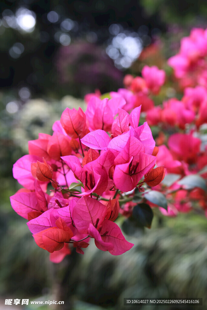 仙湖 植物园 鲜花