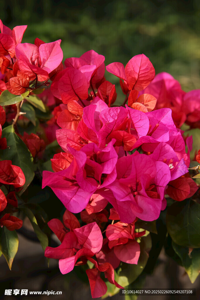 仙湖 植物园 鲜花