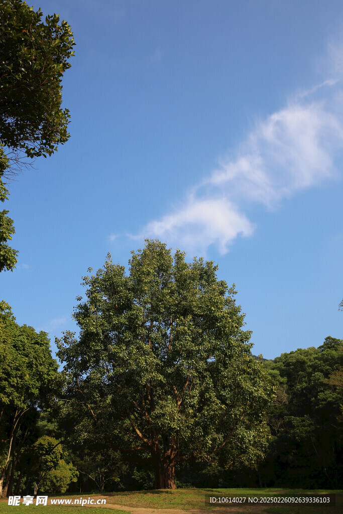 仙湖 植物园 榕树