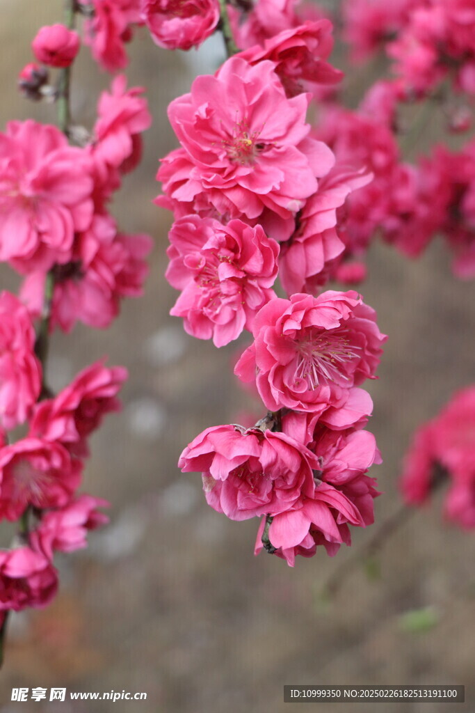 桃花